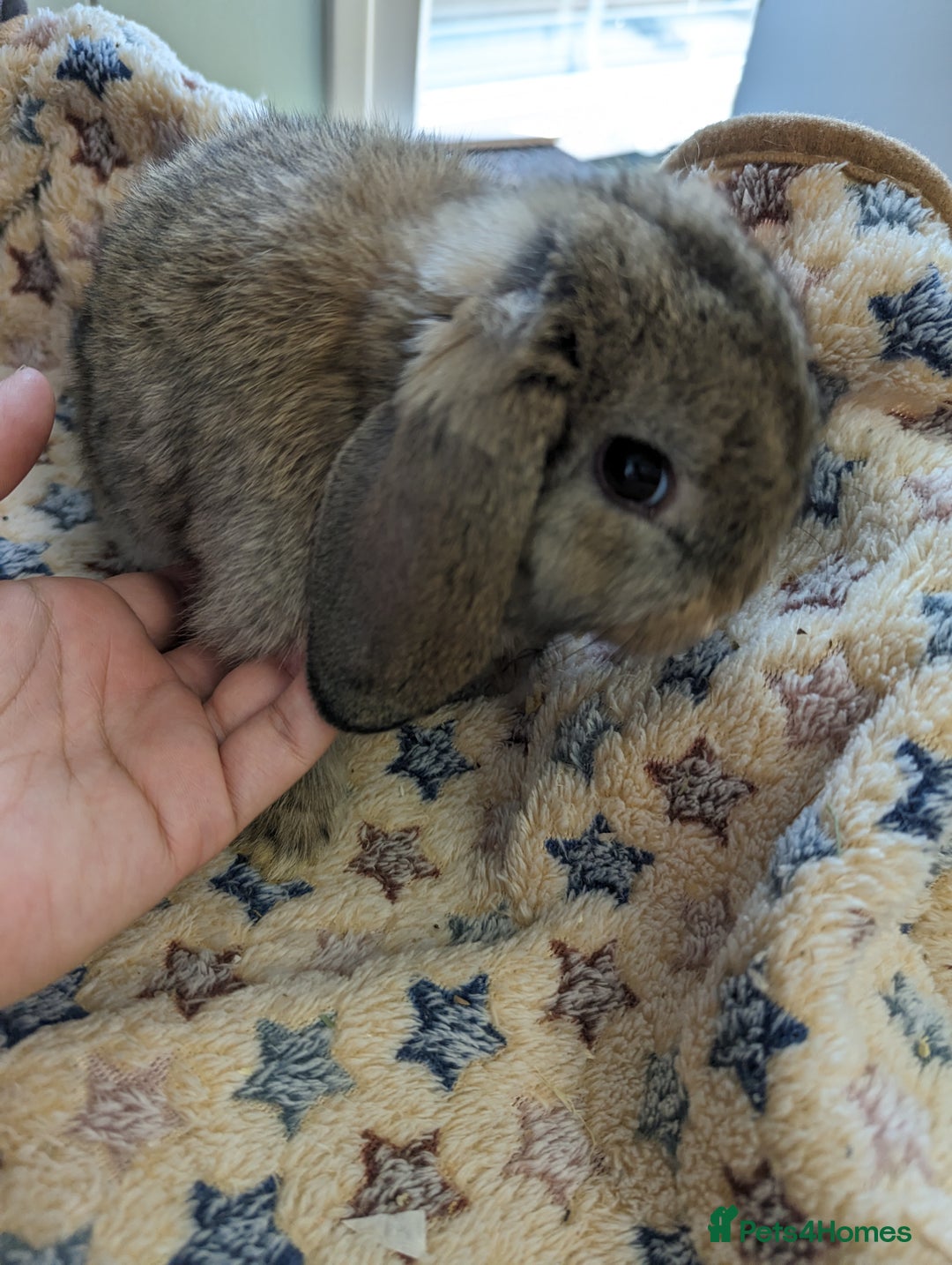 Mini Lop rabbits for sale: Gorgeous pure mini lops. Very friendly! - Image 5