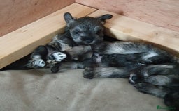 Miniature Schnauzer dogs for sale: Adorable Miniature Schnauzer Puppies - Image 7