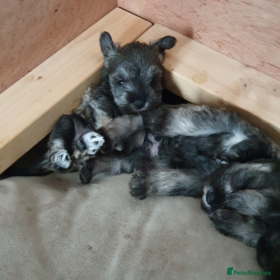 Miniature Schnauzer dogs for sale: Adorable Miniature Schnauzer Puppies - Image 7