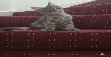 Maine Coon cats - Advert 16