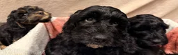 Cockapoo dogs for sale: 🐾 **Beautiful Miniature F1b Cockapoo Puppies **🐾 - Advert 18