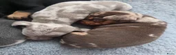 Miniature Dachshund dogs for sale: Beautiful mini dachshunds for sale - Advert 8