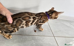 Bengal cats for sale: Stunning bengal kittens READY NOW - Image 11