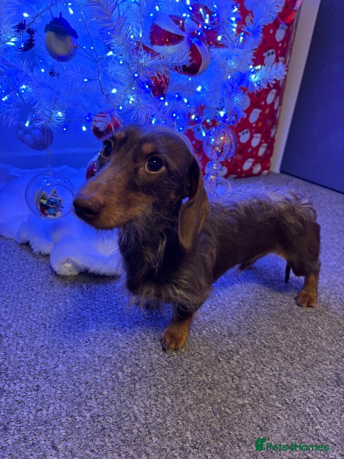Miniature Dachshund dogs 🐾 Handsome Brown Dachshund Available at Stud 🐾 - Advert 1