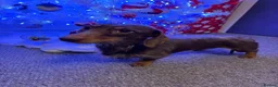 Miniature Dachshund dogs for stud: 🐾 Handsome Brown Dachshund Available at Stud 🐾 - Advert 1