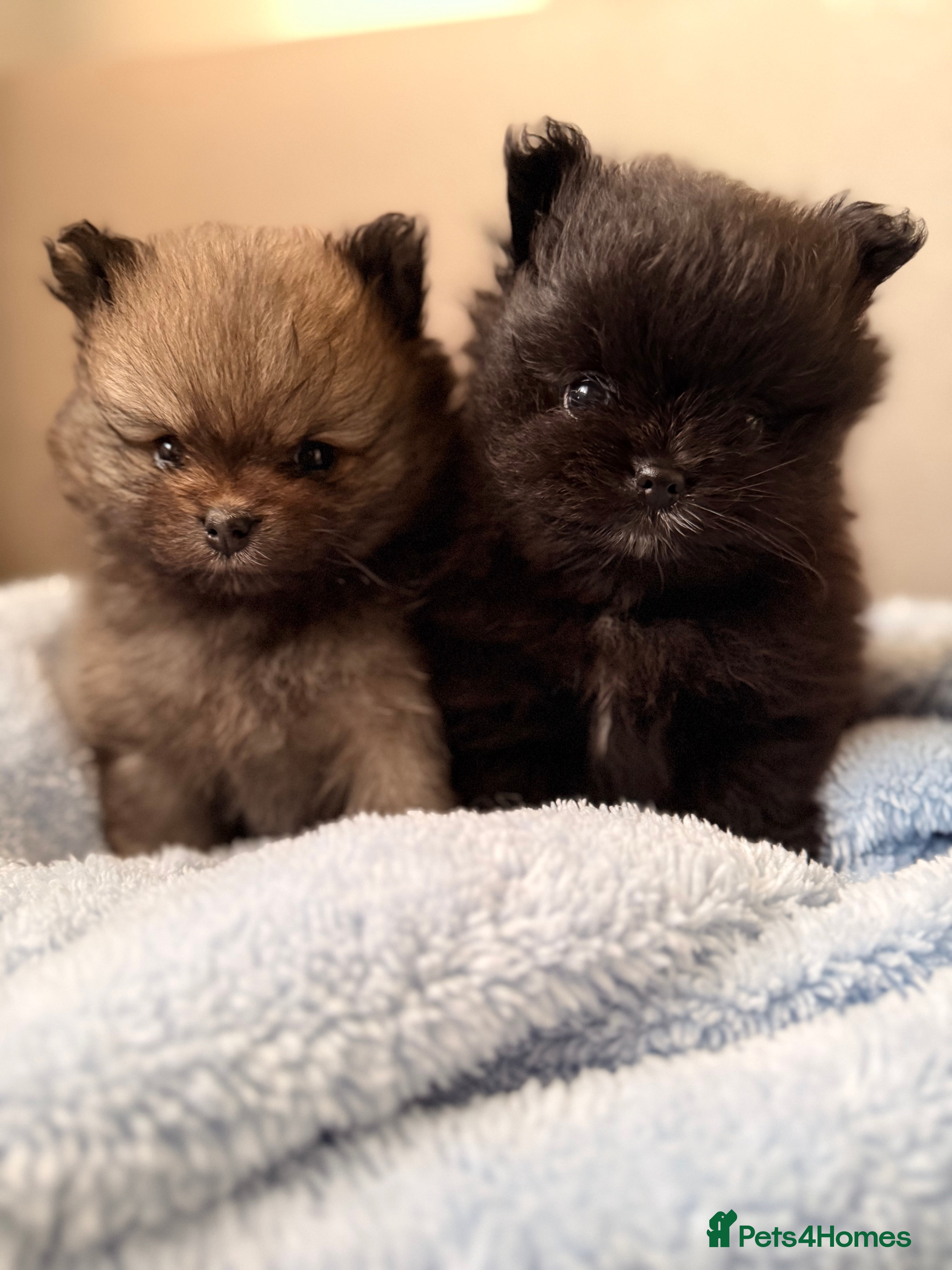 Pomeranian dogs Teddy bear Tiny Pomeranians - only boy left  - Advert 1