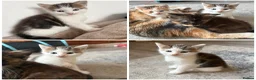 Mixed Breed cats for sale: 1 Female Kitten left  - Advert 3