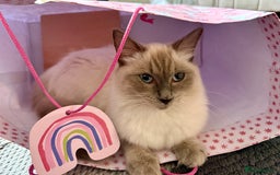 Ragdoll cats for sale: Grey calico ragdoll cross kitten - Image 10