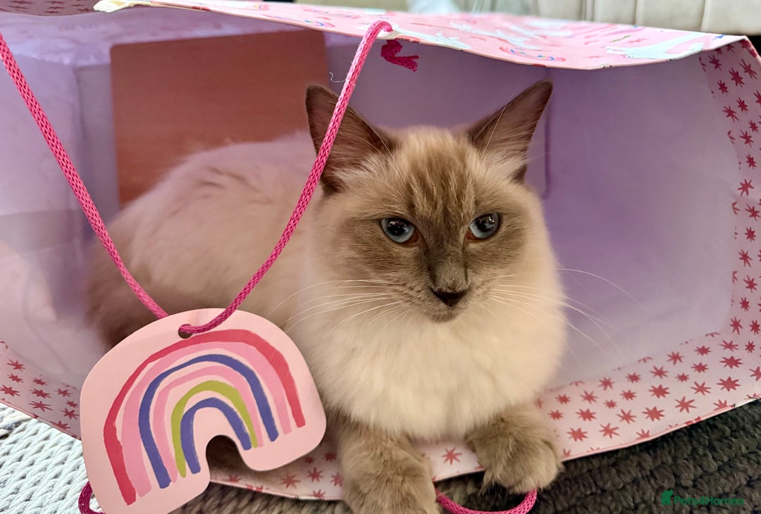 Ragdoll cats for sale: Grey calico ragdoll cross kitten - Image 10