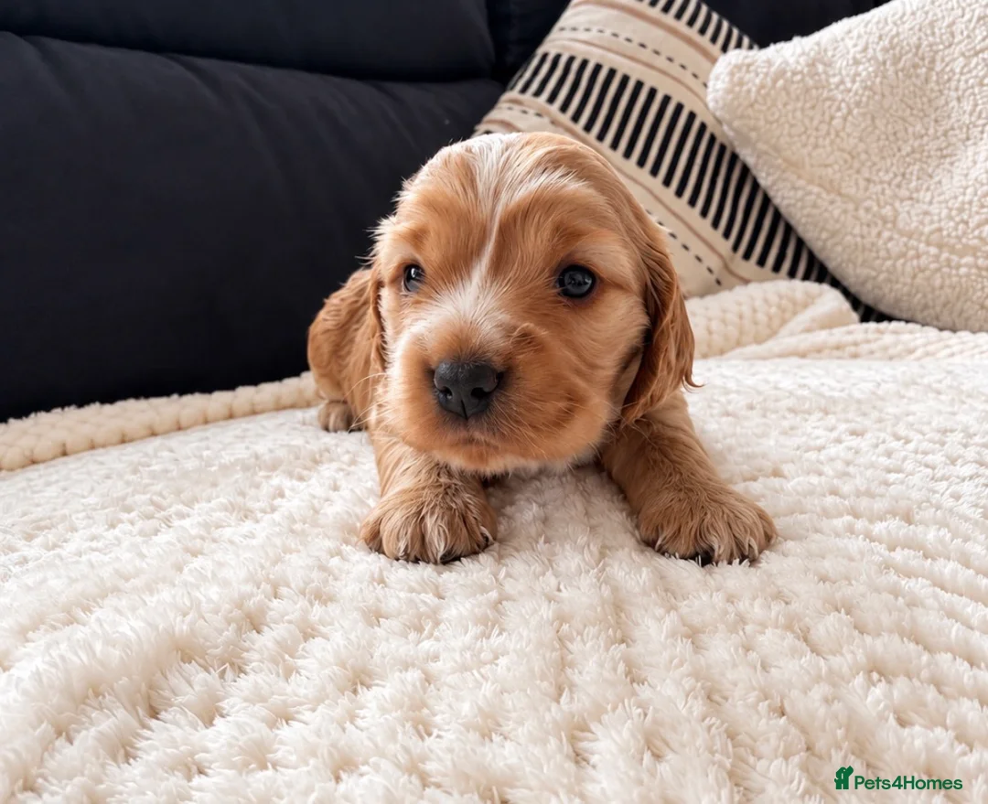Cocker Spaniel dogs for sale: KC Reg Gold Show Cocker Spaniel Puppies 🐶  - Advert 2