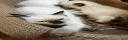 Ragdoll cats for sale: 5 😻 beautiful pure ragdoll Kittens  - Advert 2