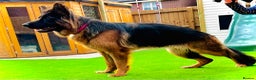 German Shepherd dogs for sale: Beautiful German Shepherd  - Advert 4