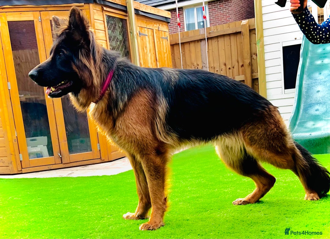 German Shepherd dogs for sale: Beautiful German Shepherd  - Advert 4