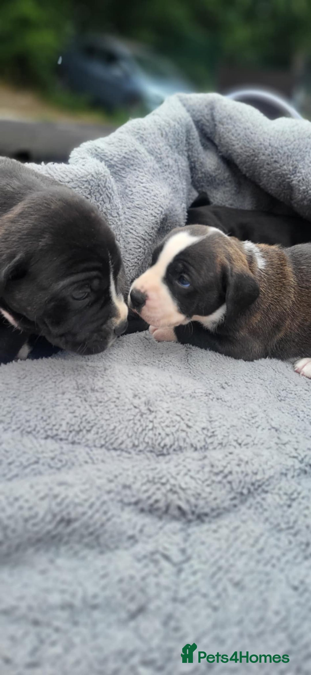Mixed Breed dogs for sale: Ready to collect – Cane Corso puppies  - Image 28