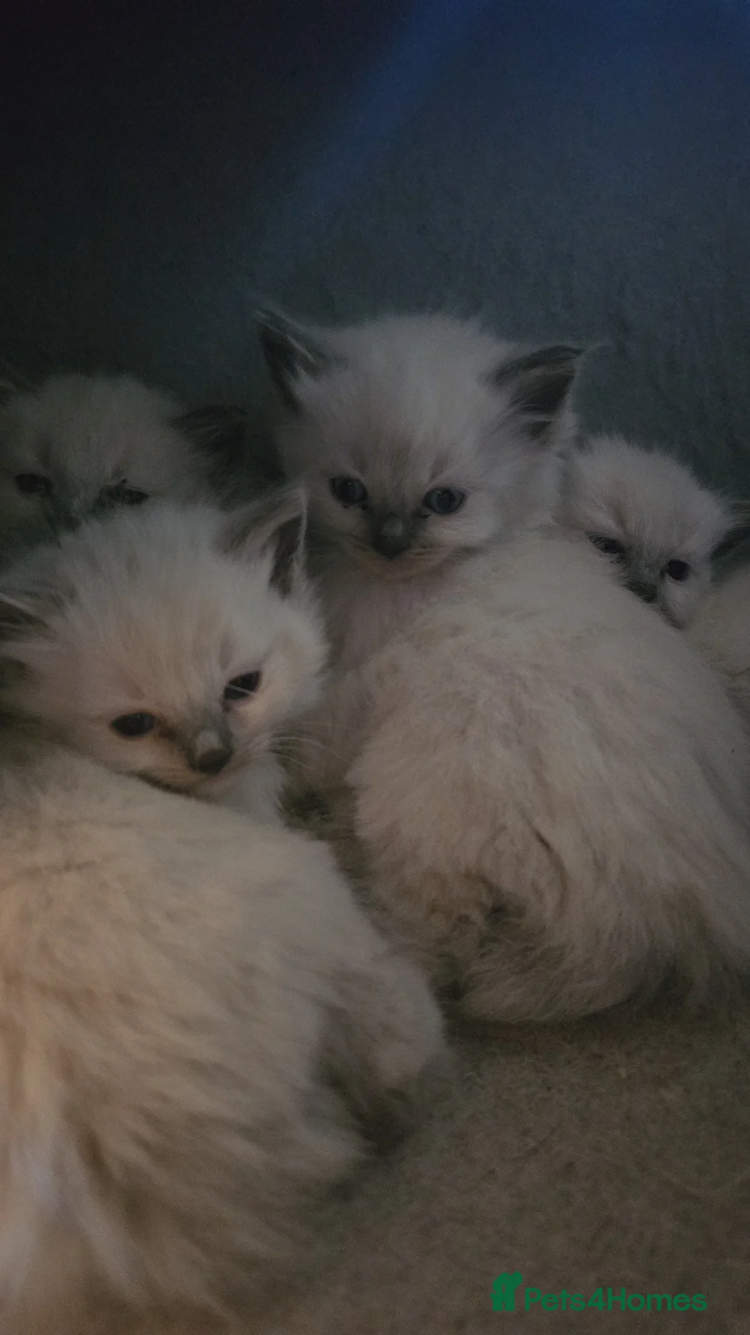 Ragdoll cats for sale: 4 beautiful ragdoll kittens  in Hemel Hempstead - Advert 2