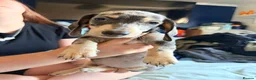 Dachshund dogs for sale: 1 beautiful boy left READY NOW  - Advert 2