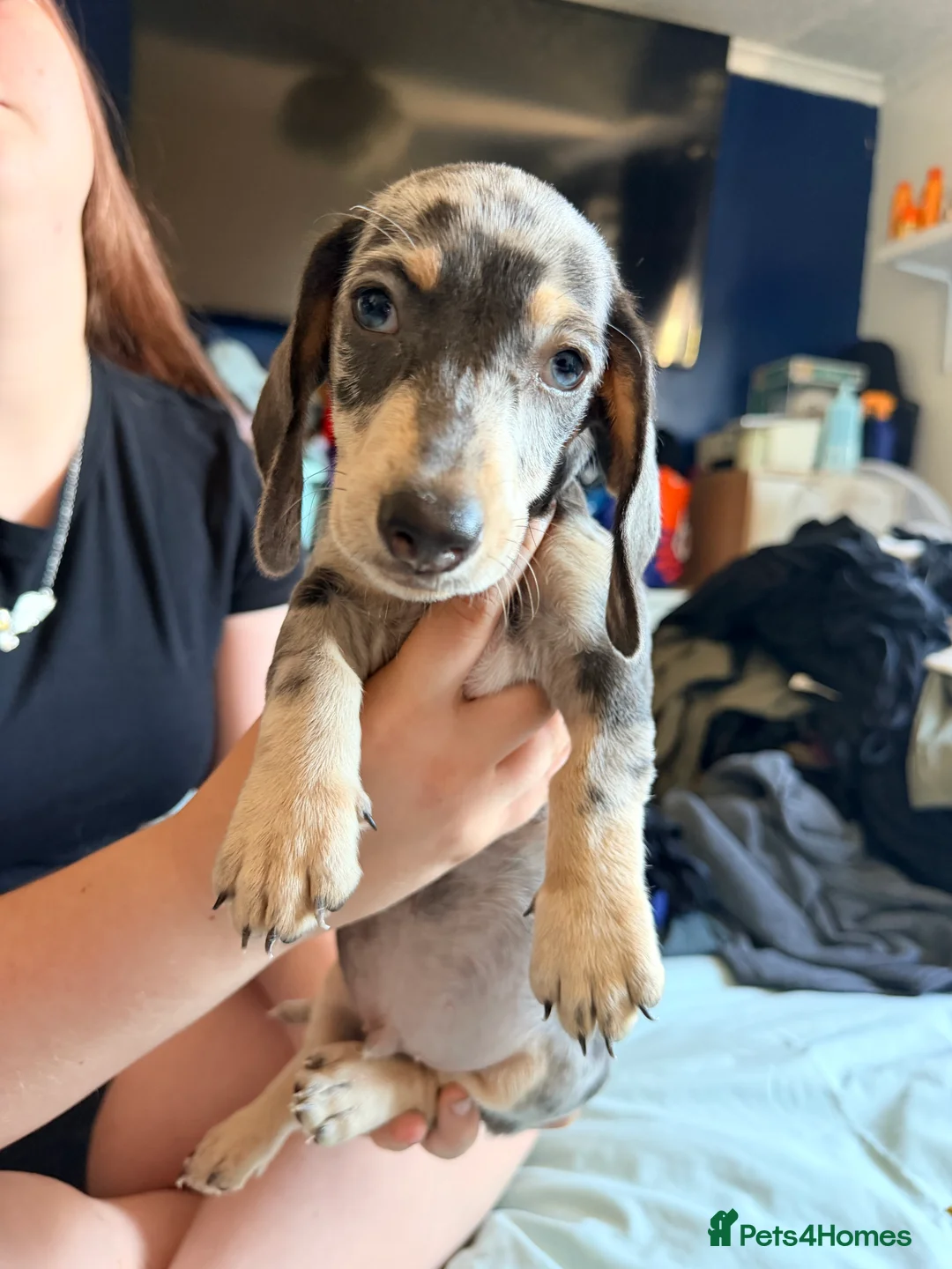 Dachshund dogs for sale: 1 beautiful boy left READY NOW  - Advert 2