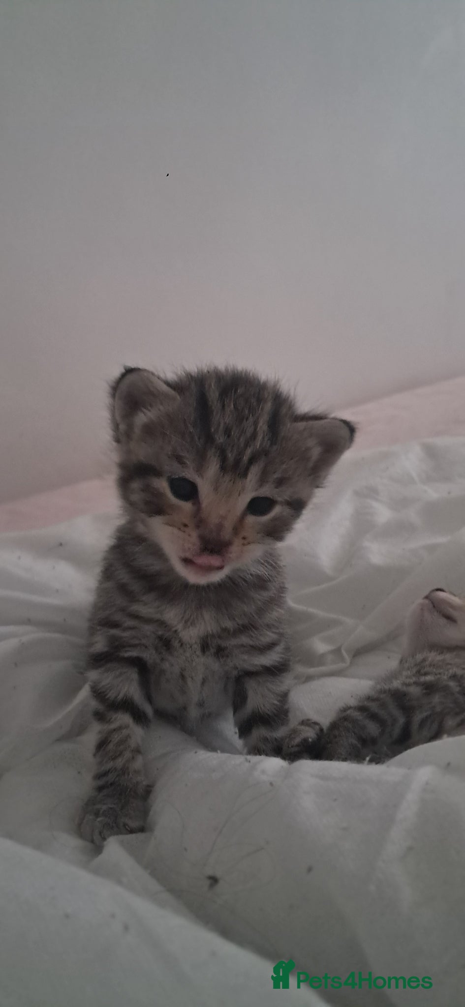 Mixed Breed cats for sale: 7 little kittens for sale  - Advert 8