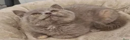 British Shorthair cats for sale: Female Lilac Tortie kitten British Shorthair - Advert 3