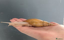 Snails invertebrates for sale: Adult and baby snails  - Image 1