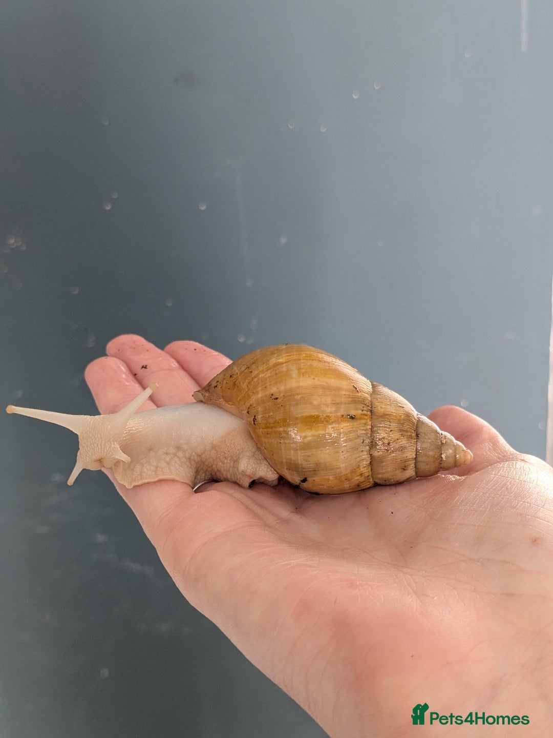 Snails invertebrates for sale: Adult and baby snails  - Image 1