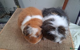 Guinea Pig rodents for sale: Various guineas for sale, see description  - Advert 2