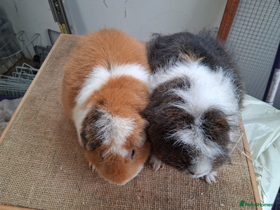 Guinea Pig rodents for sale: Various guineas for sale, see description  - Advert 2
