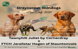 Labrador Retriever dogs for sale: Working Labrador Puppies - Image 1