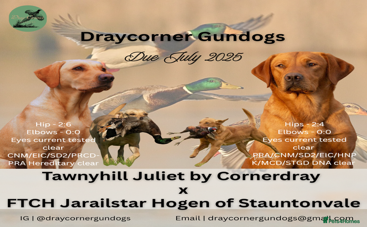 Labrador Retriever dogs - Advert 10
