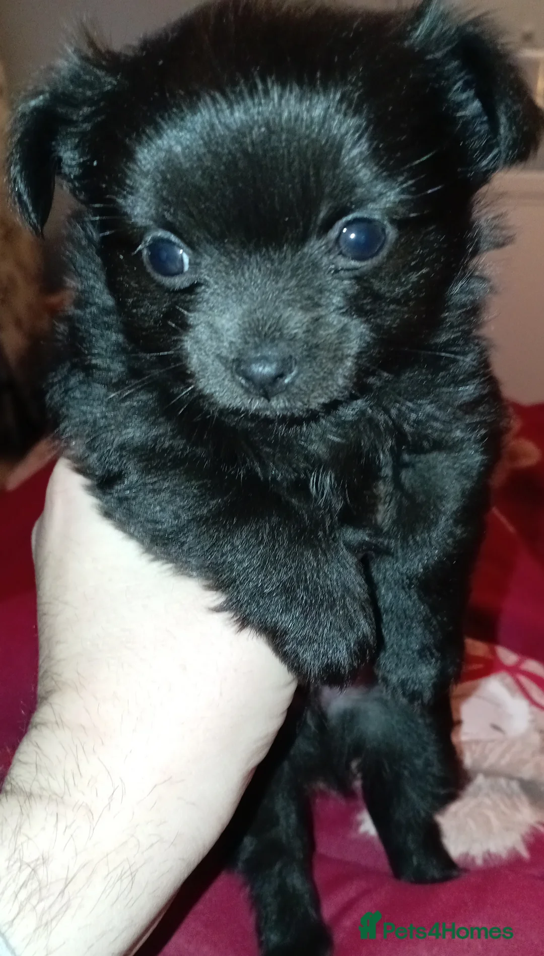 Chihuahua dogs for sale: 2 Black long haired Male chihuahua puppies  - Advert 12