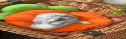 Mini Lop rabbits for sale: Stunning Mini Lop babies  in Hornchurch - Advert 5