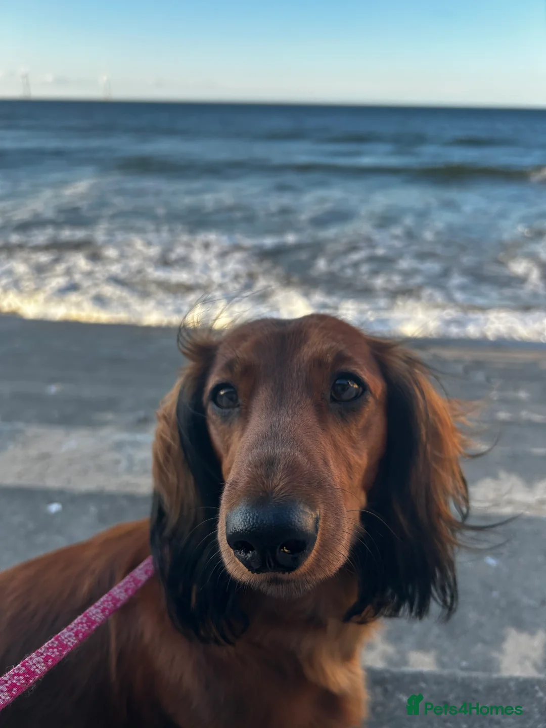 Dachshund dogs for sale: 1 BOY LEFT KC Registered Longhair Dachshund Puppy - Advert 9