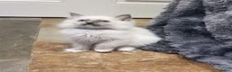 Ragdoll cats for sale: Beautiful GCCF Registered Ragdoll Kittens. - Advert 27