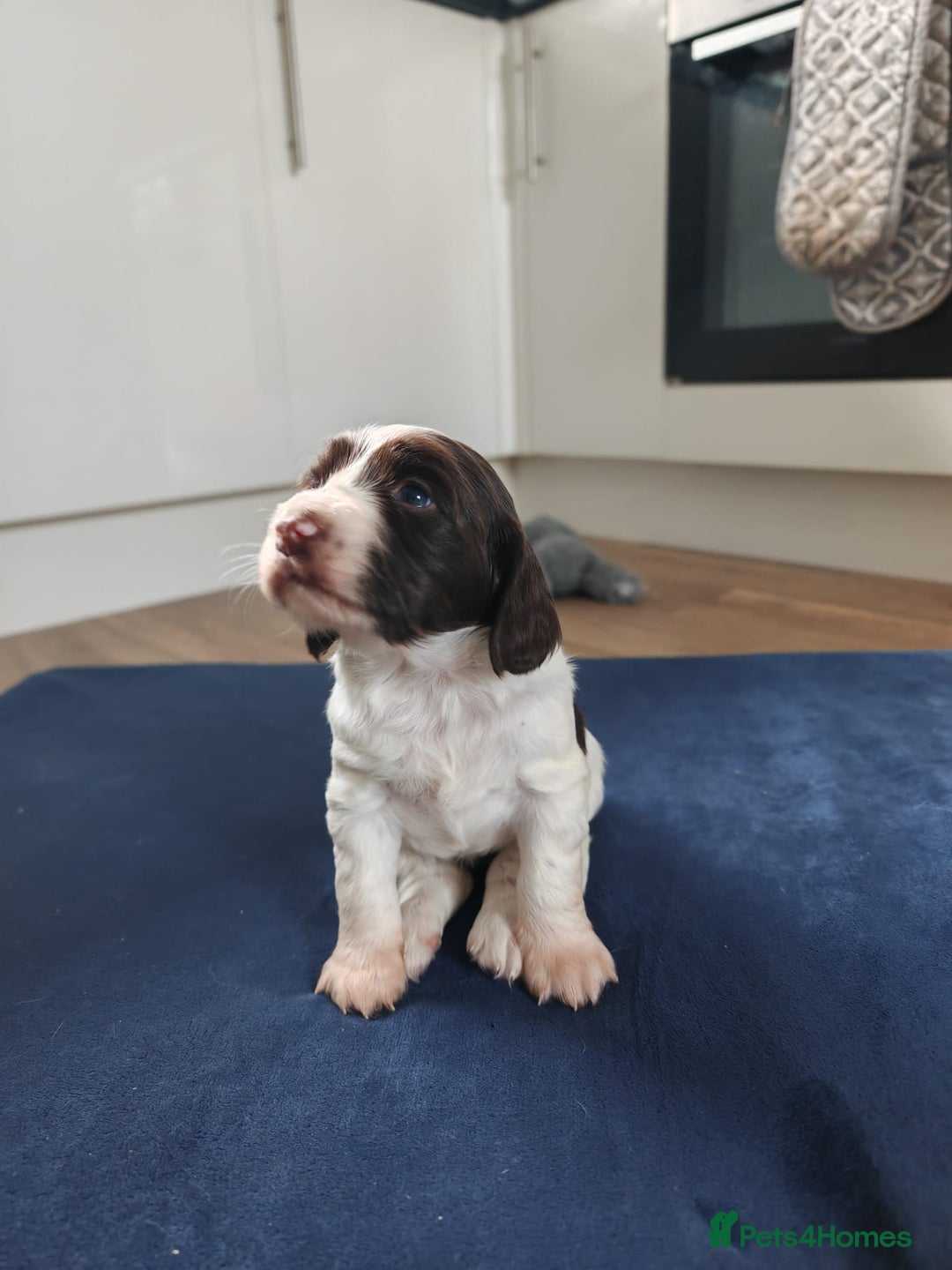 Sprocker dogs for sale: Exceptional F1B Sprocker puppy-male  - Advert 3