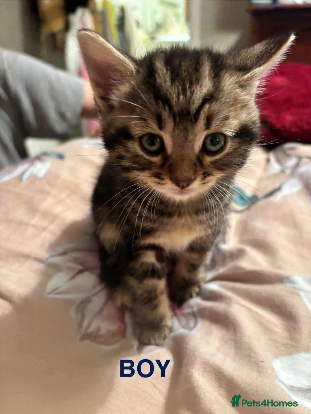 Mixed Breed cats for sale: Kittens  - Advert 2