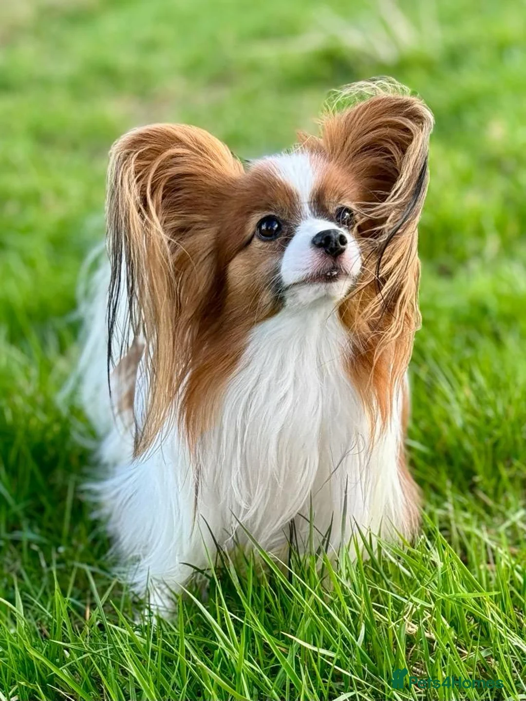 Papillon dogs for stud: KC registered shows quality stud. in Huddersfield - Advert 3