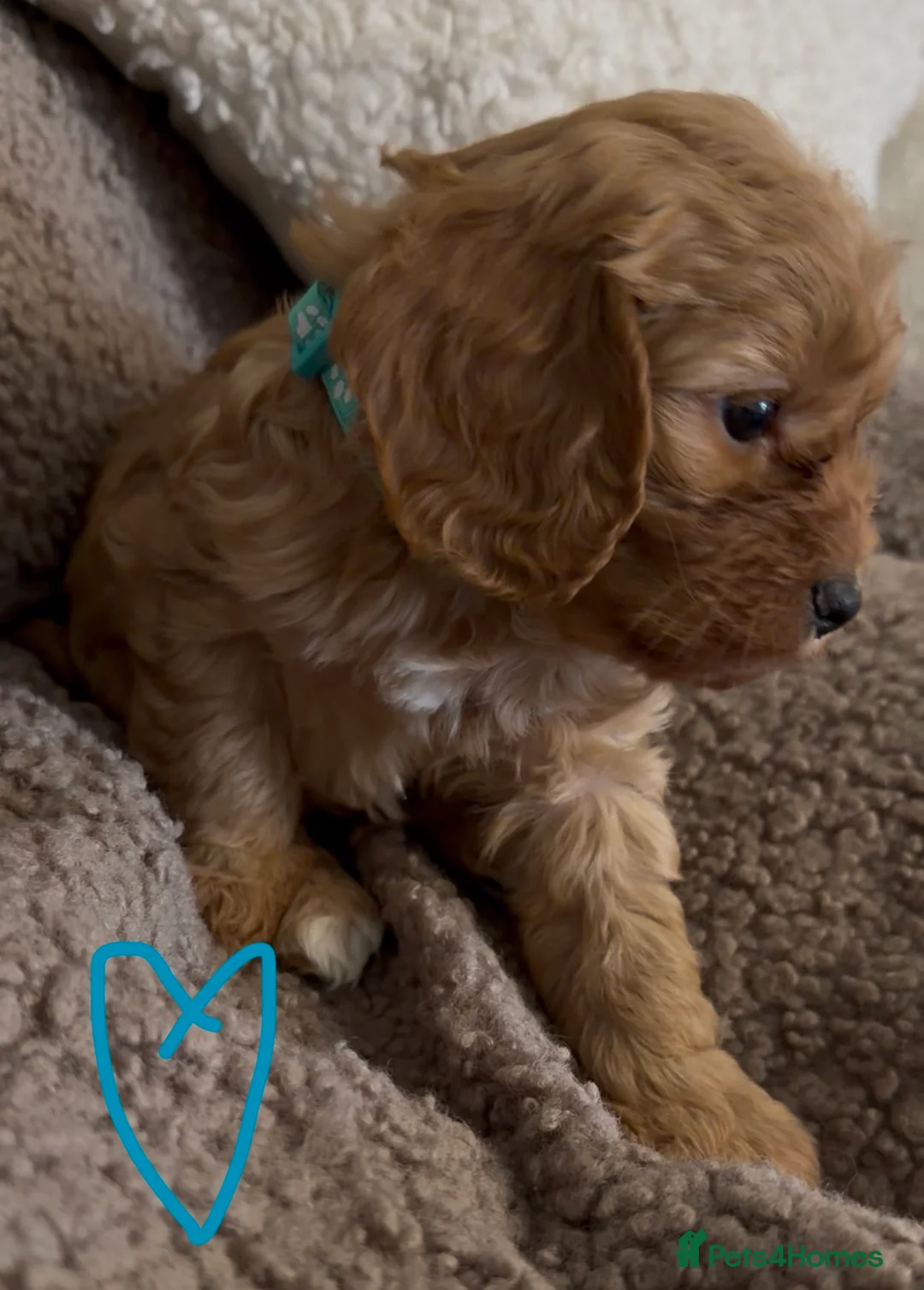 Cavapoo dogs for sale: F1 Cavapoo Puppies 🤎 3 girls, 2 boys 🤎 - Advert 3