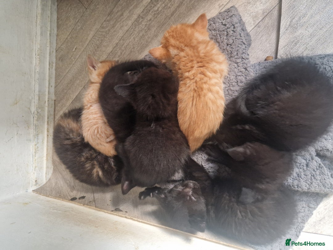 Mixed Breed cats for sale: Gorgeous Kittens. GINGER & All Black - Image 12