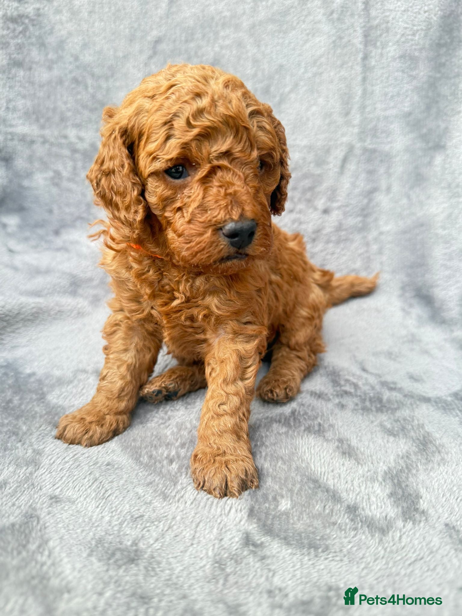 Cavapoo dogs 💙 Stunning F1B Deep Red Toy Cavapoo’s 💙 - Advert 1