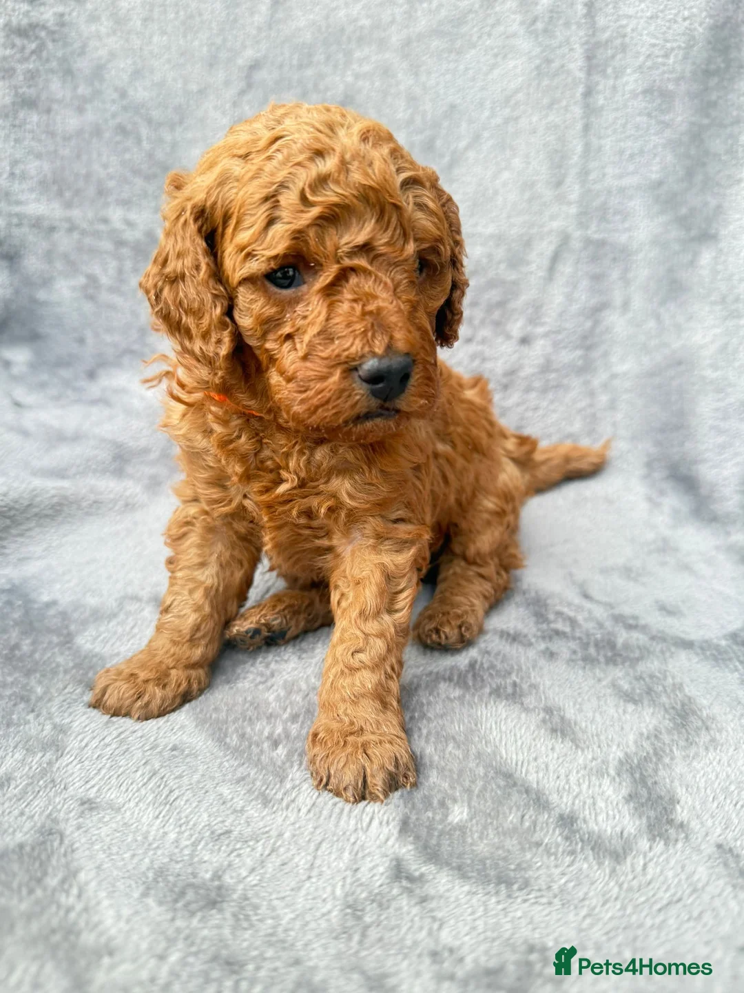 Cavapoo dogs for sale: 💙 Stunning F1B Deep Red Toy Cavapoo’s 💙 in Newark - Advert 1