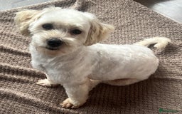 Maltipoo dogs for sale: 3yr old Maltipoo male. Loving, friendly nature.  - Image 2