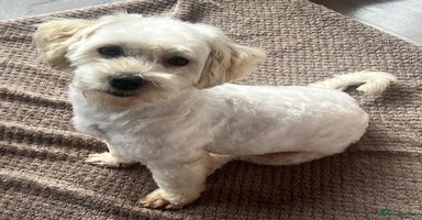 Maltipoo dogs - Advert 6