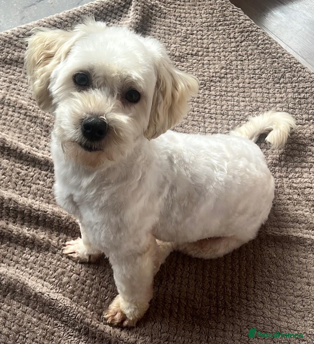 Maltipoo dogs for sale: 3yr old Maltipoo male. Loving, friendly nature.  - Image 2