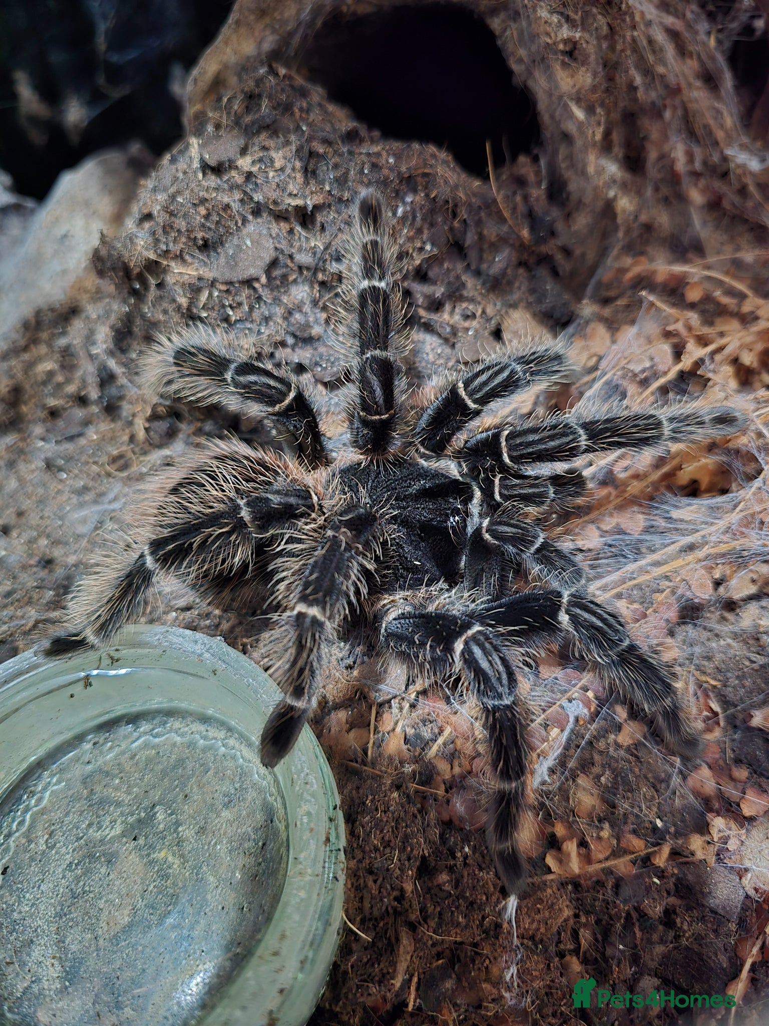 Tarantulas invertebrates Salmon Pink Birdeater - Advert 1