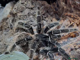 Tarantulas invertebrates Salmon Pink Birdeater - Advert 7
