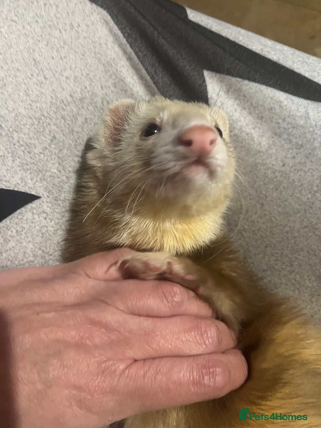 Ferret rodents for sale: 2 ferrets - Advert 2