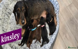Dachshund dogs for sale: Beautiful Daxis - Advert 1