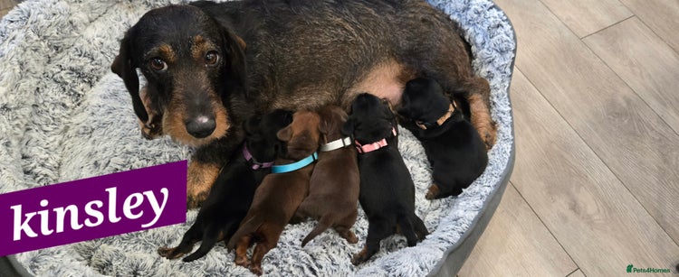 Dachshund dogs Beautiful Daxis - Advert 8