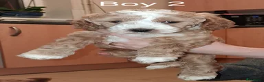 Boy 2