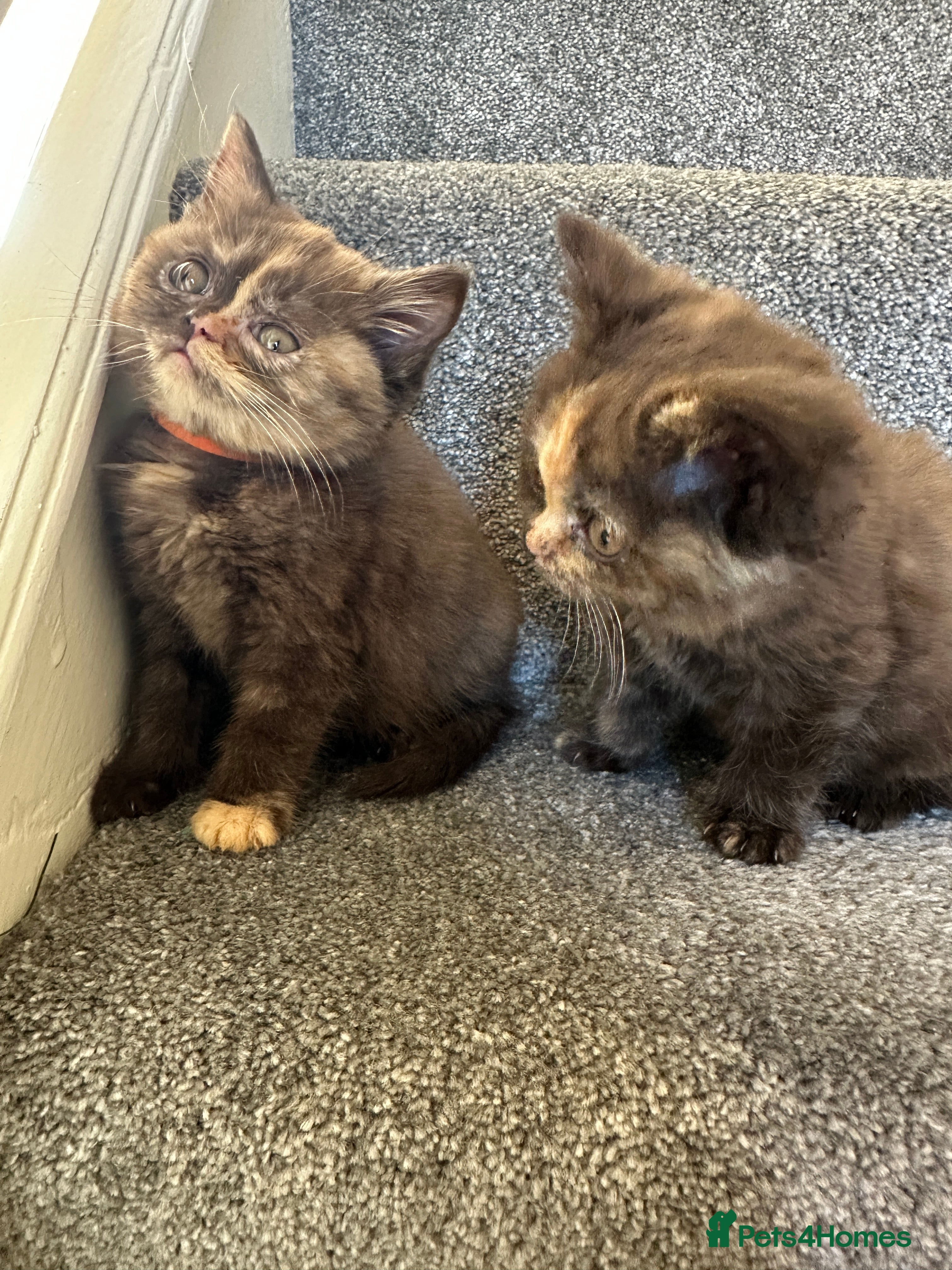 British Shorthair cats 😻Beautiful Chocolate Tortie BSH Kittens😻🎀 - Advert 18